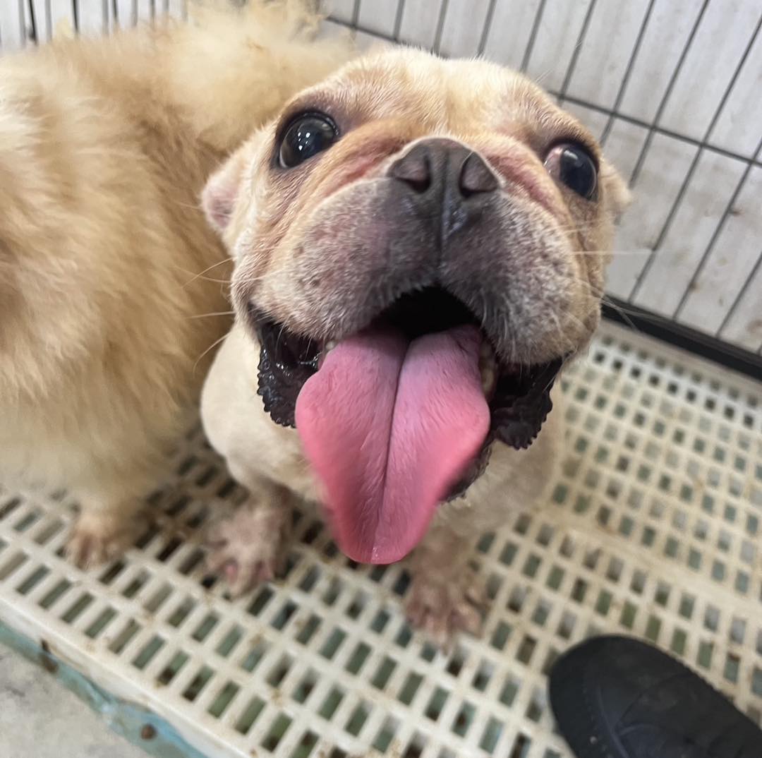 垂耳法鬥在戶外，募集發電機與大容量行動電源以供電風扇使用