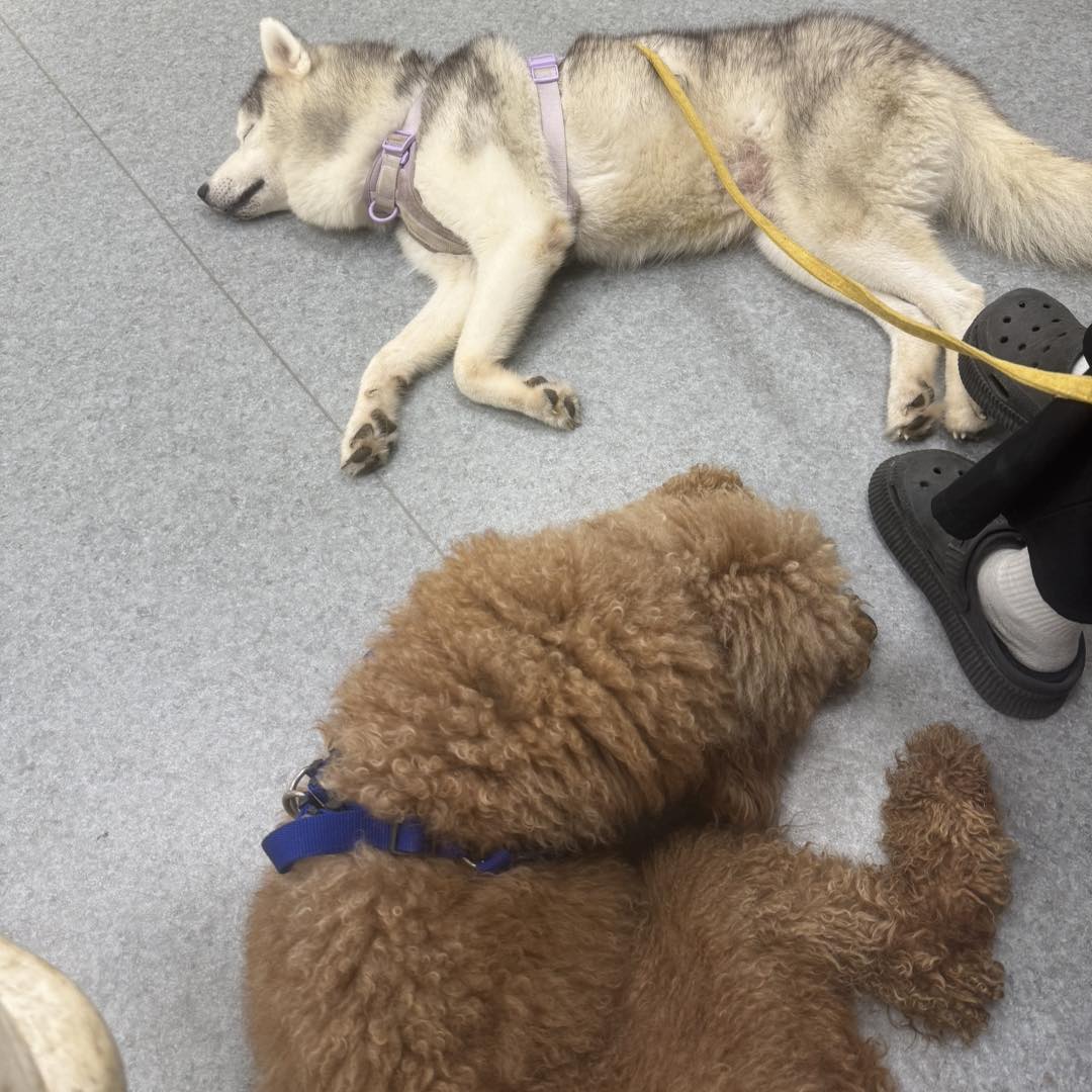 哈利（哈士奇）與甜貴（巨型貴賓）就診後休息，乖乖抽血與回診