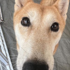 驅蟲藥補給（體內＋體外）