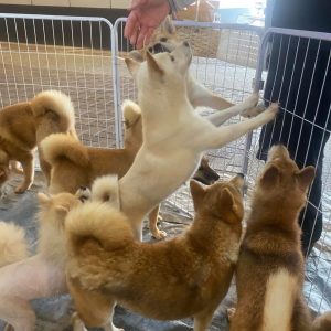 大型狗狗安置需要更多狗籠