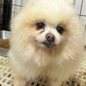 米茶｜初次守護