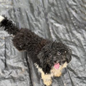 發財｜初次守護