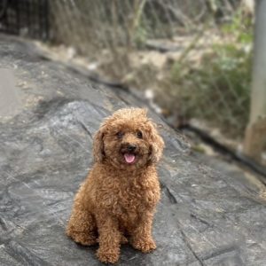 胖貴｜初次守護