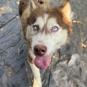 哈瘦｜初次守護