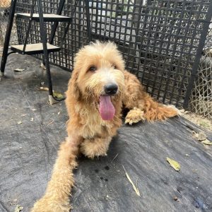 噴火龍｜初次守護