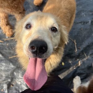 妞妞｜初次守護