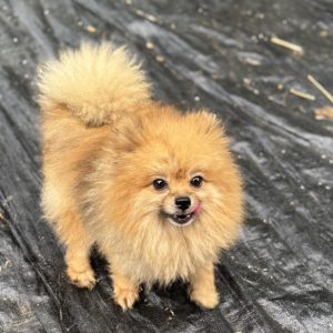 小黃｜初次守護