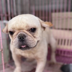 肉包｜初次守護