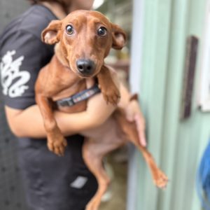 道明寺｜初次守護