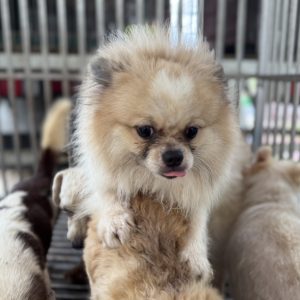 芋圓｜初次守護