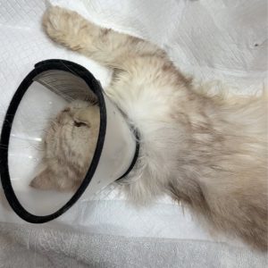 小銀｜初次守護