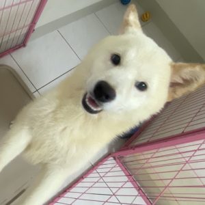小吉