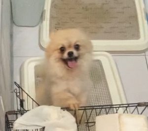 小黑炭