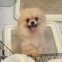 小黑炭