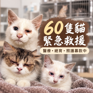 60 隻貓咪緊急救援計畫