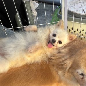小花