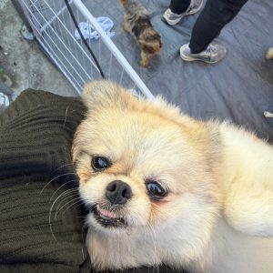 圓仔